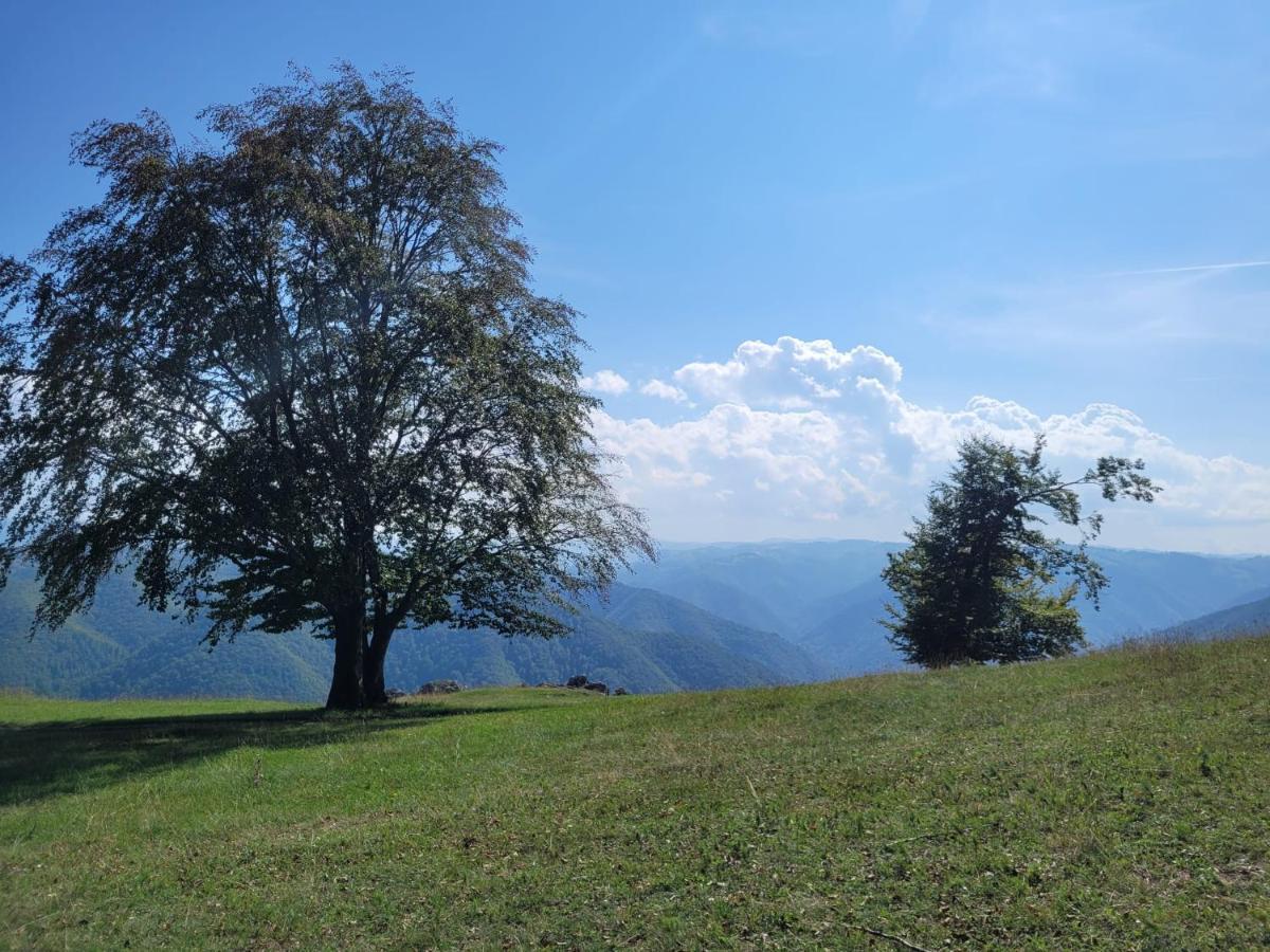 ホテル Mateo Transalpina Săsciori エクステリア 写真